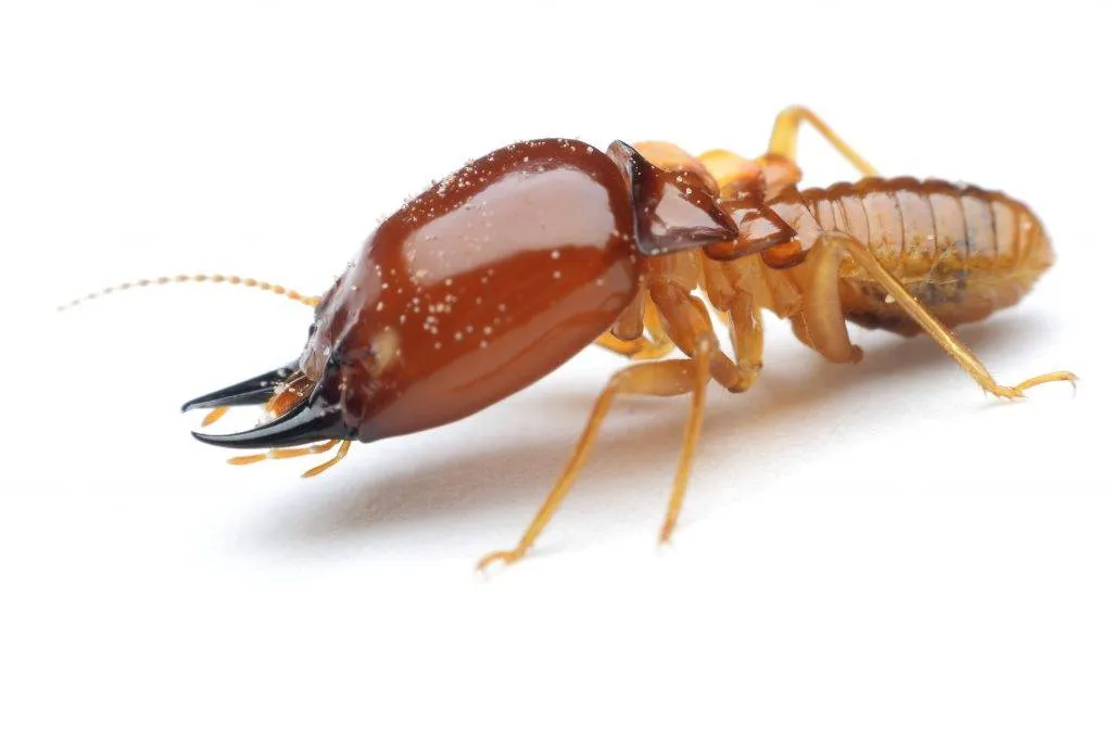 Professional termite inspection and treatment in progress on the Gold Coast