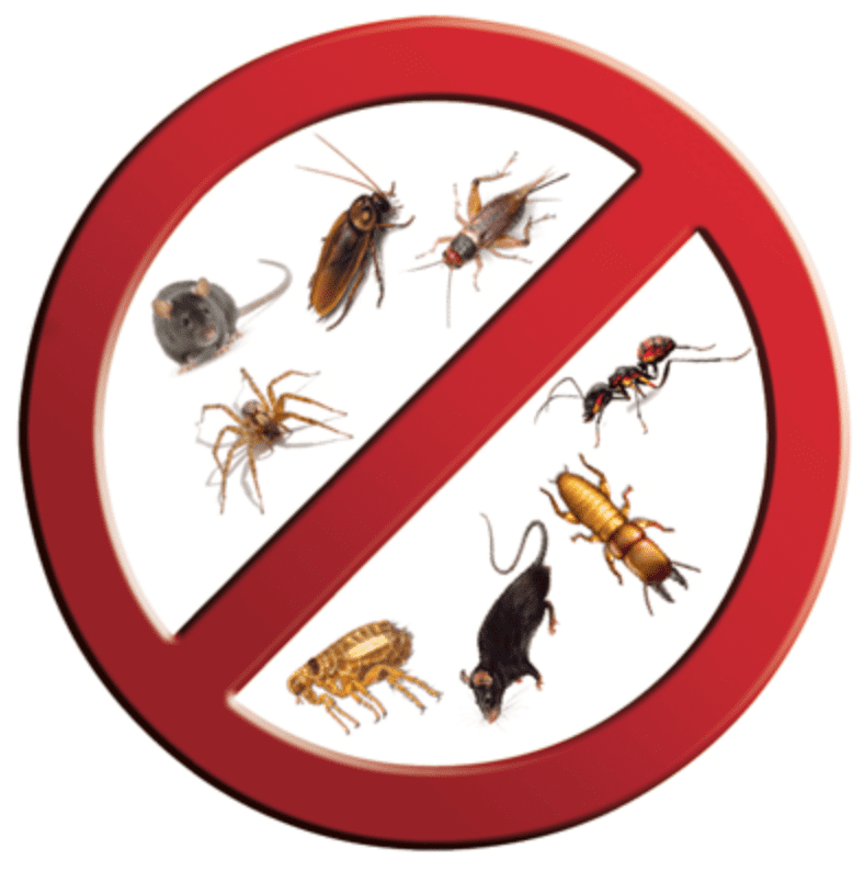 Professional Pest Control Services Versus Do-it-Yourself