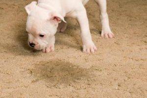 How To Get Rid Of Pet Stains And Urine From Carpets